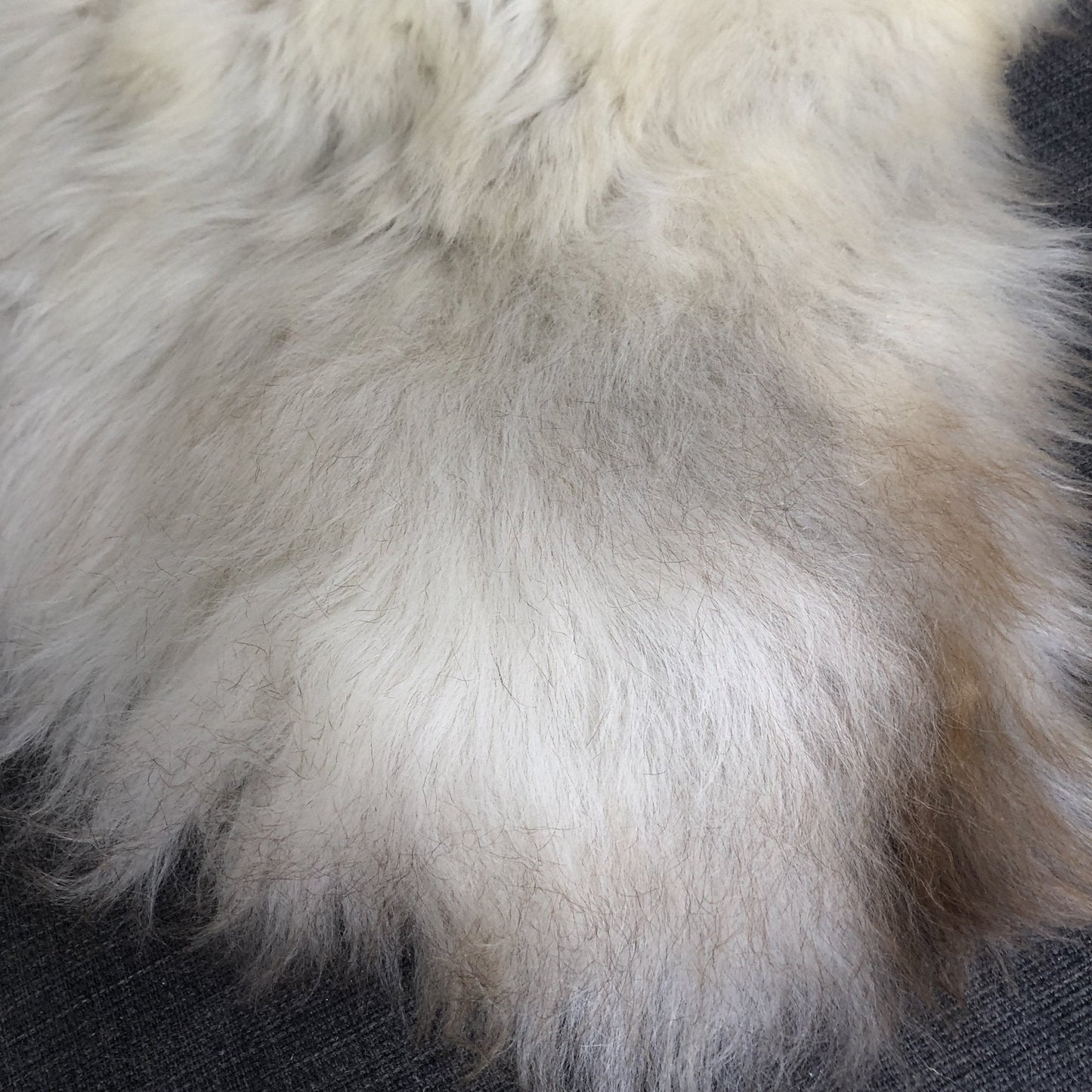 Rare Breed Champagne Mix Sheepskin Rug 100% Natural Free-range